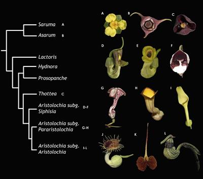 Evolution of the Subgroup 6 R2R3-MYB Genes and Their Contribution to Floral Color in the Perianth-Bearing Piperales